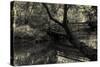 Forest with wooden bridge over brook-Anthony Paladino-Stretched Canvas