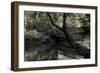 Forest with wooden bridge over brook-Anthony Paladino-Framed Giclee Print