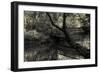 Forest with wooden bridge over brook-Anthony Paladino-Framed Giclee Print