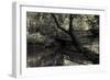 Forest with wooden bridge over brook-Anthony Paladino-Framed Giclee Print