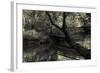 Forest with wooden bridge over brook-Anthony Paladino-Framed Giclee Print