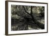 Forest with wooden bridge over brook-Anthony Paladino-Framed Giclee Print