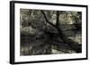 Forest with wooden bridge over brook-Anthony Paladino-Framed Giclee Print