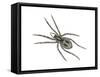 Forest Wolf Spider (Gladicosa Gulosa), Arachnids-Encyclopaedia Britannica-Framed Stretched Canvas