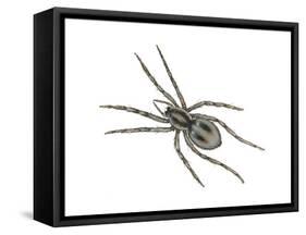Forest Wolf Spider (Gladicosa Gulosa), Arachnids-Encyclopaedia Britannica-Framed Stretched Canvas
