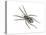 Forest Wolf Spider (Gladicosa Gulosa), Arachnids-Encyclopaedia Britannica-Stretched Canvas