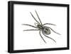 Forest Wolf Spider (Gladicosa Gulosa), Arachnids-Encyclopaedia Britannica-Framed Poster
