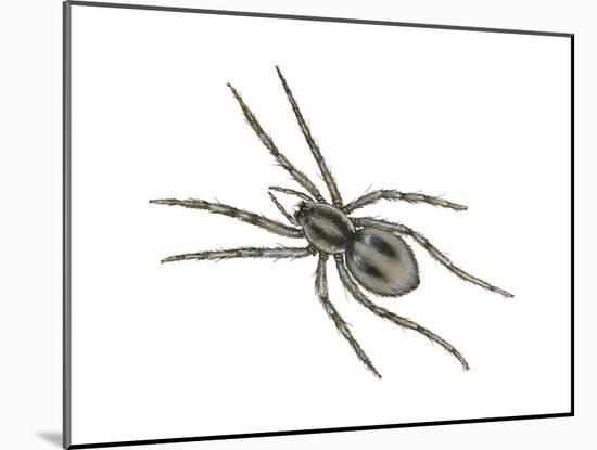 Forest Wolf Spider (Gladicosa Gulosa), Arachnids-Encyclopaedia Britannica-Mounted Poster