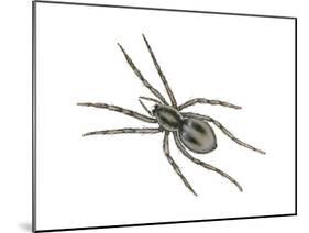 Forest Wolf Spider (Gladicosa Gulosa), Arachnids-Encyclopaedia Britannica-Mounted Poster