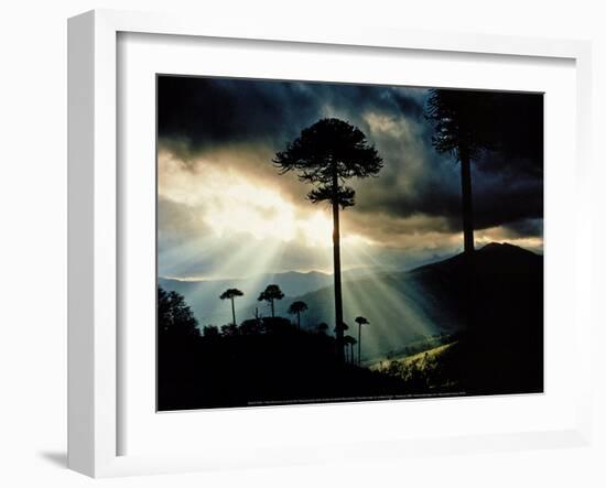 Forest-null-Framed Art Print