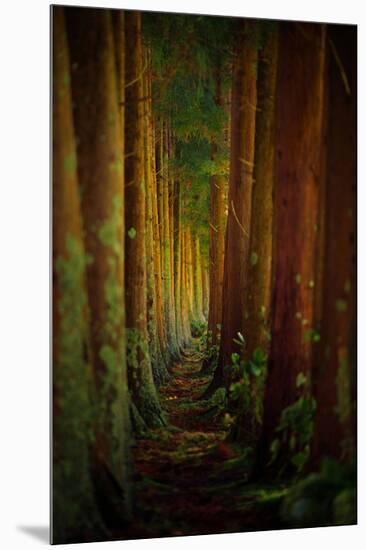 Forest-null-Mounted Premium Giclee Print