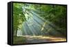 Forest-kwasny221-Framed Stretched Canvas