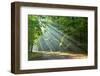 Forest-kwasny221-Framed Photographic Print