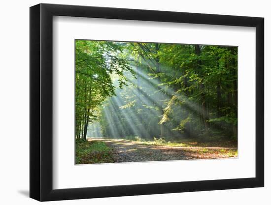 Forest-kwasny221-Framed Photographic Print