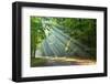 Forest-kwasny221-Framed Photographic Print