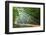 Forest-kwasny221-Framed Photographic Print