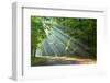 Forest-kwasny221-Framed Photographic Print