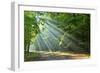 Forest-kwasny221-Framed Photographic Print