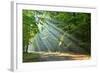 Forest-kwasny221-Framed Photographic Print