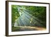 Forest-kwasny221-Framed Photographic Print