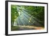 Forest-kwasny221-Framed Photographic Print