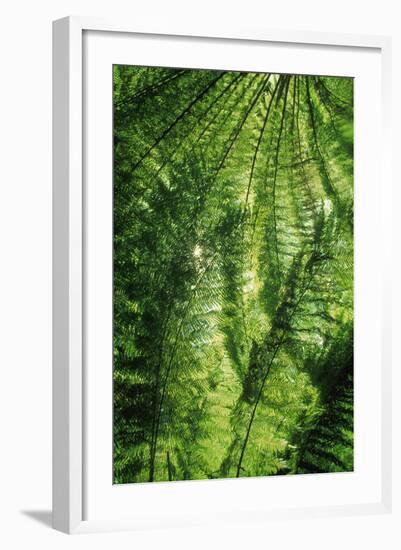 Forest-null-Framed Photographic Print