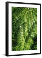 Forest-null-Framed Photographic Print