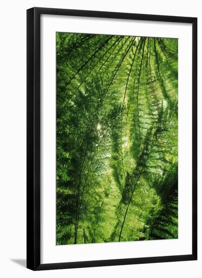 Forest-null-Framed Photographic Print