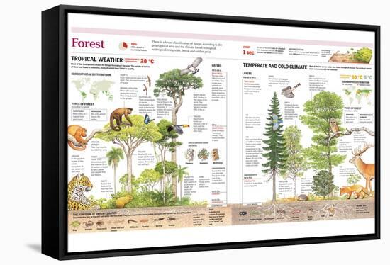 FOREST.-null-Framed Stretched Canvas