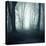 Forest-Mark Ashkenazi-Stretched Canvas