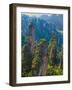 Forested Sandstone Pinnacles, Zhangjiajie National Forest Park, Hunnan, China-Charles Crust-Framed Photographic Print