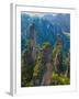 Forested Sandstone Pinnacles, Zhangjiajie National Forest Park, Hunnan, China-Charles Crust-Framed Photographic Print