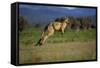 Forester Kangaroo (Macropus Giganteus Tasmaniensis) Jumping, Tasmania, Australia-Dave Watts-Framed Stretched Canvas