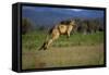 Forester Kangaroo (Macropus Giganteus Tasmaniensis) Jumping, Tasmania, Australia-Dave Watts-Framed Stretched Canvas