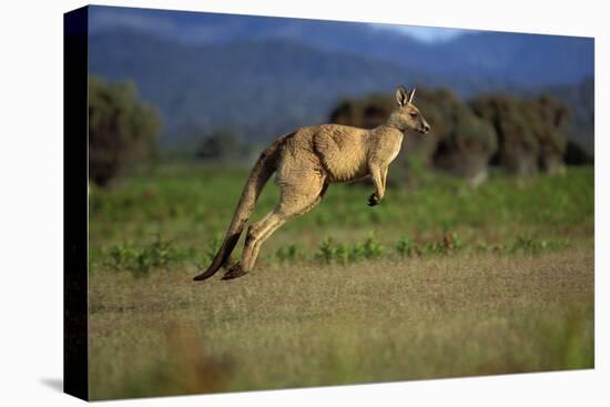 Forester Kangaroo (Macropus Giganteus Tasmaniensis) Jumping, Tasmania, Australia-Dave Watts-Stretched Canvas