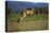 Forester Kangaroo (Macropus Giganteus Tasmaniensis) Jumping, Tasmania, Australia-Dave Watts-Stretched Canvas