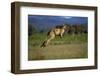 Forester Kangaroo (Macropus Giganteus Tasmaniensis) Jumping, Tasmania, Australia-Dave Watts-Framed Photographic Print