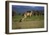 Forester Kangaroo (Macropus Giganteus Tasmaniensis) Jumping, Tasmania, Australia-Dave Watts-Framed Photographic Print