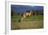 Forester Kangaroo (Macropus Giganteus Tasmaniensis) Jumping, Tasmania, Australia-Dave Watts-Framed Photographic Print