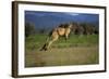 Forester Kangaroo (Macropus Giganteus Tasmaniensis) Jumping, Tasmania, Australia-Dave Watts-Framed Photographic Print