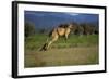 Forester Kangaroo (Macropus Giganteus Tasmaniensis) Jumping, Tasmania, Australia-Dave Watts-Framed Photographic Print