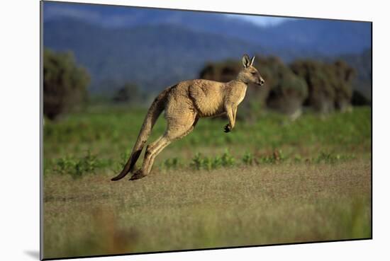 Forester Kangaroo (Macropus Giganteus Tasmaniensis) Jumping, Tasmania, Australia-Dave Watts-Mounted Photographic Print