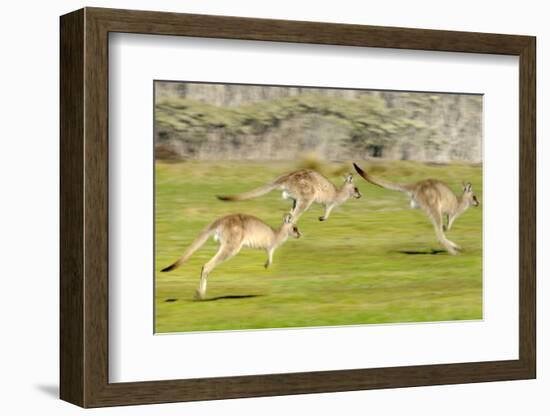 Forester kangaroo (Macropus giganteus) three leaping, Tasmania, Australia. Digital composite-Dave Watts-Framed Photographic Print