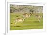 Forester kangaroo (Macropus giganteus) three leaping, Tasmania, Australia. Digital composite-Dave Watts-Framed Photographic Print