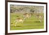 Forester kangaroo (Macropus giganteus) three leaping, Tasmania, Australia. Digital composite-Dave Watts-Framed Photographic Print