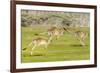 Forester kangaroo (Macropus giganteus) three leaping, Tasmania, Australia. Digital composite-Dave Watts-Framed Photographic Print