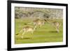 Forester kangaroo (Macropus giganteus) three leaping, Tasmania, Australia. Digital composite-Dave Watts-Framed Photographic Print