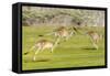 Forester kangaroo (Macropus giganteus) three leaping, Tasmania, Australia. Digital composite-Dave Watts-Framed Stretched Canvas