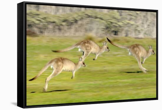 Forester kangaroo (Macropus giganteus) three leaping, Tasmania, Australia. Digital composite-Dave Watts-Framed Stretched Canvas