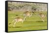 Forester kangaroo (Macropus giganteus) three leaping, Tasmania, Australia. Digital composite-Dave Watts-Framed Stretched Canvas